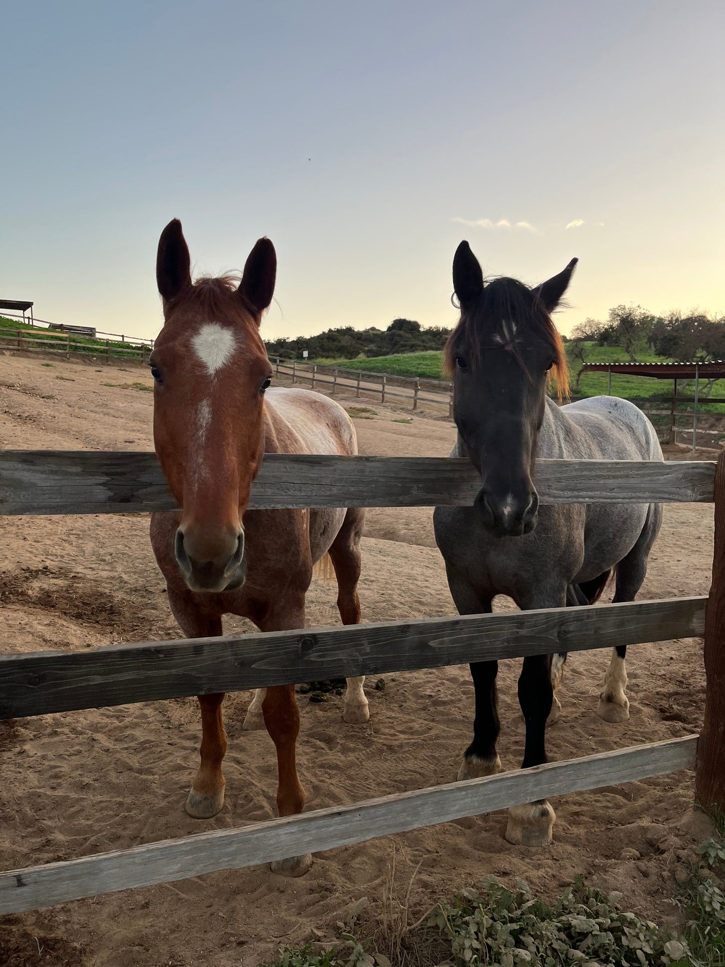 Rosewood and Wildflowers, Wooden Wick Candle