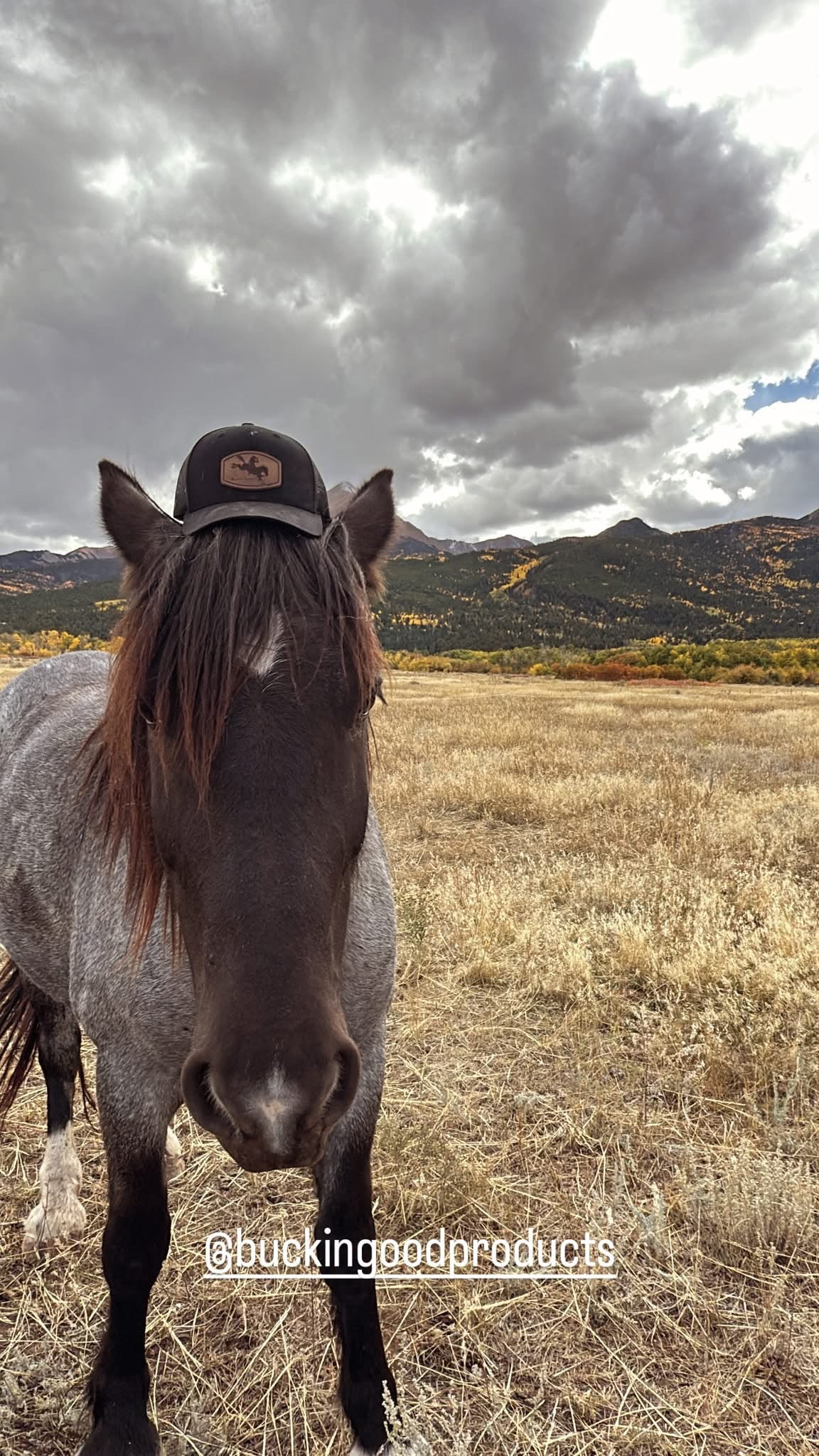 Buckin' Good Trucker Hat